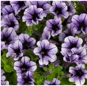vivini violet vein1